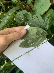 Persicaria virginiana