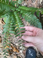 Polystichum acrostichoides