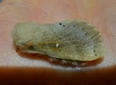 Bombycopsis tephrobaphes