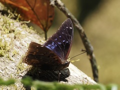 Charaxes
