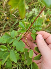 Thalictrum dasycarpum