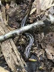 Desmognathus ochrophaeus