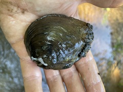 Fusconaia subrotunda