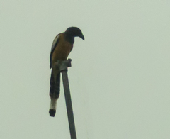 Dendrocitta vagabunda