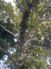 Platanus orientalis