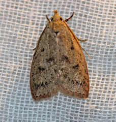 Machimia tentoriferella