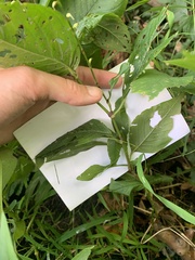 Persicaria virginiana