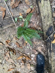 Polystichum acrostichoides