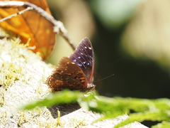 Charaxes