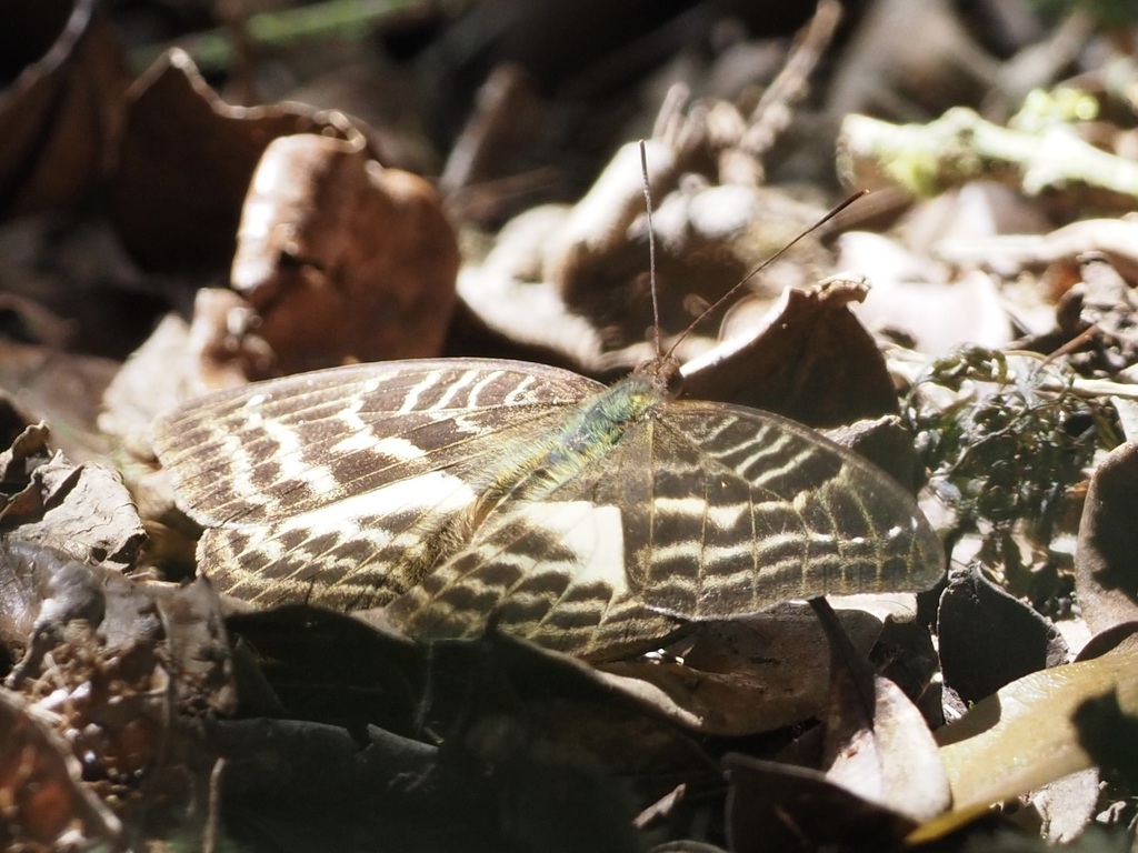 Euriphene obsoleta
