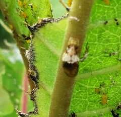 Ocyptamus fuscipennis