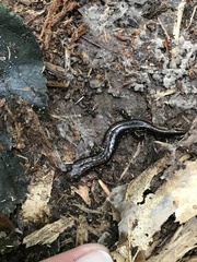 Desmognathus ochrophaeus