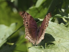 Protogoniomorpha temora