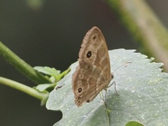 Satyrinae