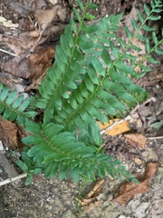 Polystichum acrostichoides
