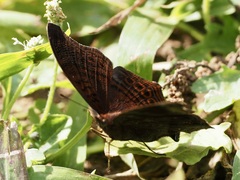 Junonia