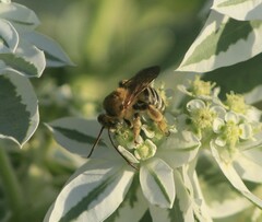 Melissodes comptoides