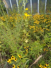 Rudbeckia laciniata