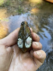 Fusconaia subrotunda