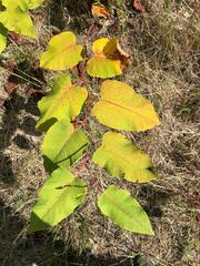 Reynoutria sachalinensis