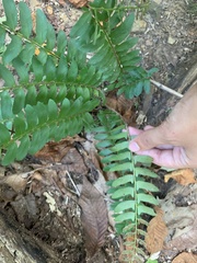 Polystichum acrostichoides