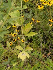 Rudbeckia laciniata