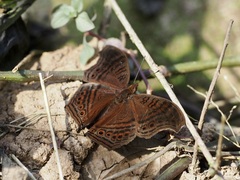 Junonia