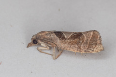 Pelochrista similiana