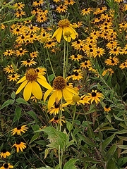 Rudbeckia laciniata