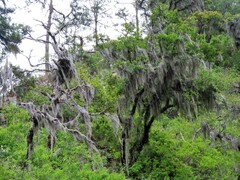 Tillandsia usneoides