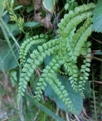Asplenium viride
