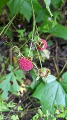 Rubus odoratus
