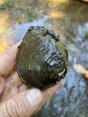 Fusconaia subrotunda