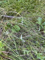 Spiranthes tuberosa