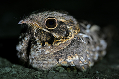 Caprimulgus asiaticus