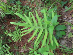 Phlebodium pseudoaureum