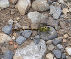 Onychogomphus forcipatus