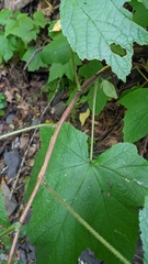 Rubus odoratus
