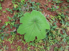 Psacalium peltatum