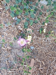 Capparis spinosa