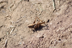 Platycleis albopunctata