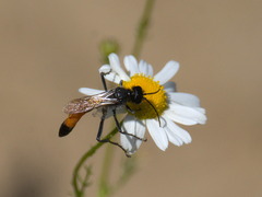 Sphecidae