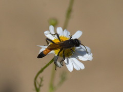 Sphecidae
