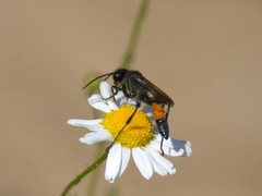 Sphecidae