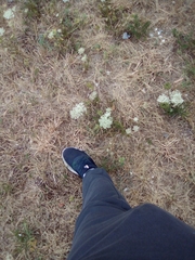 Apiales