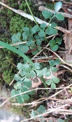 Asplenium ruta-muraria