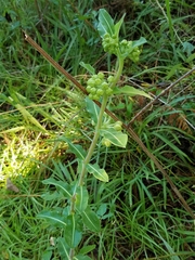 Asclepias obovata
