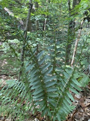 Polystichum acrostichoides