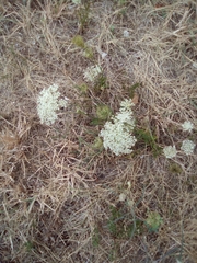 Apiales