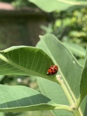 Hesperomyces harmoniae